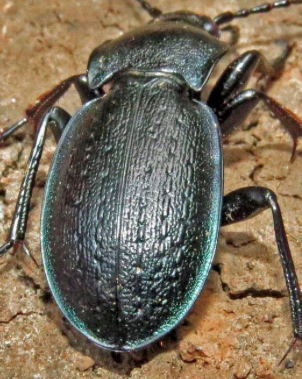 Carabus sp. Ungheria